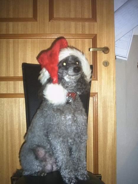 Toypuddel Beauty *RIP* - Så er hunden jule klar ;D.. billede 6