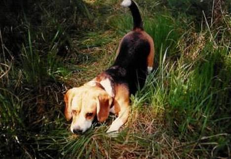Beagle Skansehøjs Tippie  - Tippie på opdagelse i sommerhuset :D billede 2