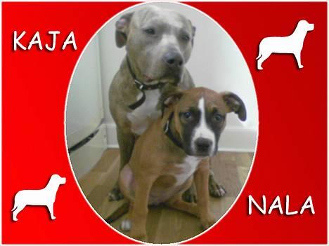 Amerikansk staffordshire terrier kaja - Mig og min sidste hvalp Nala billede 7