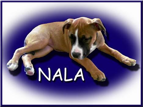 Amerikansk staffordshire terrier kaja - Nala 14 uger....... billede 8