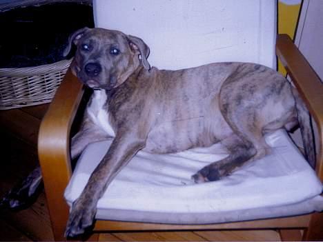 Amerikansk staffordshire terrier kaja - Jeg syntes min stol er blevet mindre, på det sidste :-) billede 9