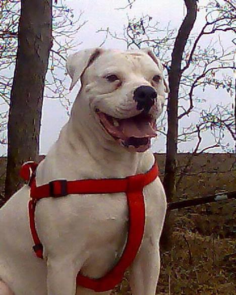 Amerikansk bulldog Wakisa billede 1