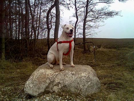 Amerikansk bulldog Wakisa billede 3