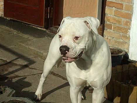 Amerikansk bulldog Wakisa billede 5