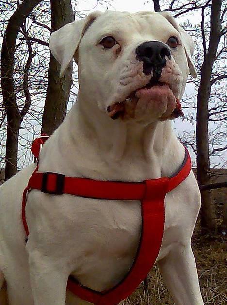 Amerikansk bulldog Wakisa - Wakisha smiler. billede 7