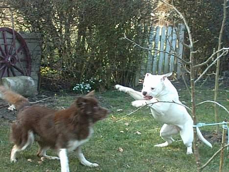 Amerikansk bulldog Wakisa - Wakisha og Icesie leger sammen, OBS den brune hund er også min billede 8