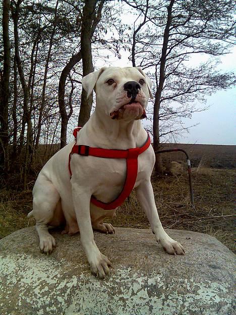 Amerikansk bulldog Wakisa - Wakisha har fået færten af en mand (træning) billede 9