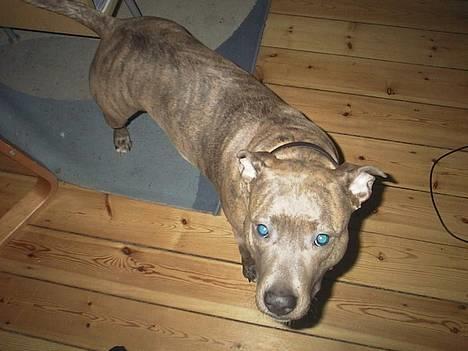 Amerikansk staffordshire terrier kaja - ja far, oppe fra så ser jeg slankere ud! billede 10