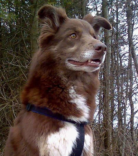 Blanding af racer Icesie SOLGT billede 1