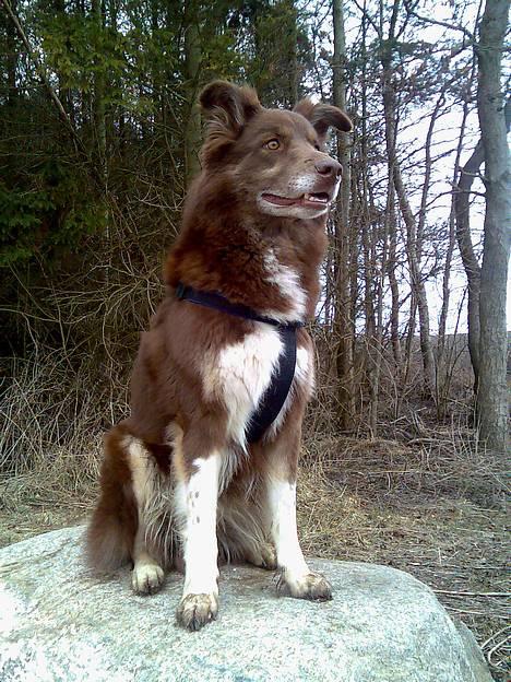 Blanding af racer Icesie SOLGT - Når jeg ser det billede tænker jeg på BUMMER DUDE billede 2