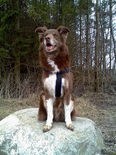 Blanding af racer Icesie SOLGT billede 3