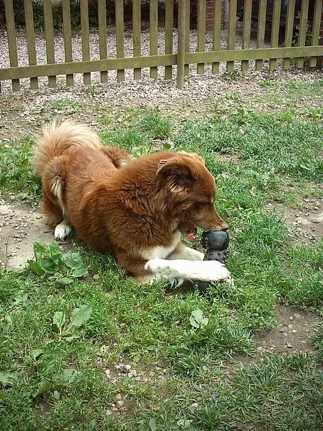 Blanding af racer Icesie SOLGT billede 4