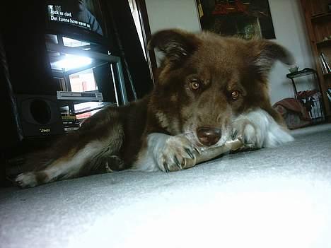 Blanding af racer Icesie SOLGT billede 5