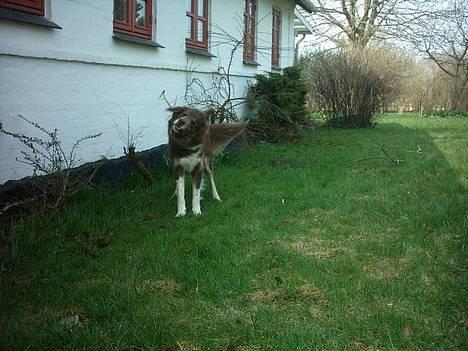 Blanding af racer Icesie SOLGT - jeg griber :0) billede 6