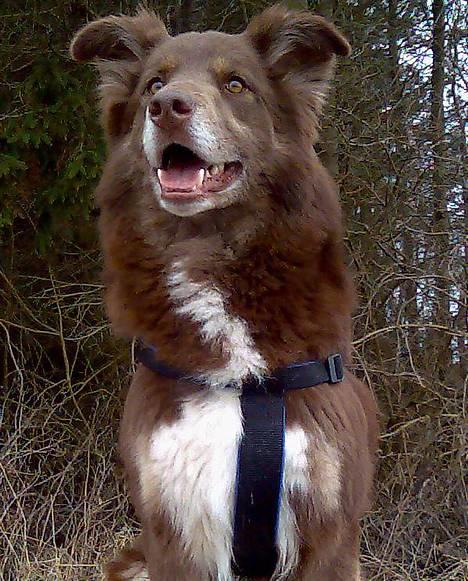 Blanding af racer Icesie SOLGT - hmmm tror icesie syntes det er sjovt at få taget billeder billede 7