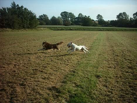 Blanding af racer Icesie SOLGT - icesie og wakisha leger begge hunde er mine billede 8