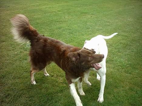 Blanding af racer Icesie SOLGT - UPS der fik hun mig billede 9