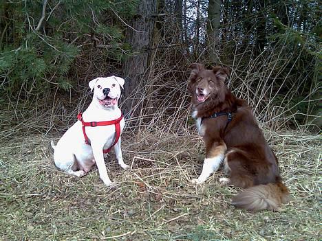 Blanding af racer Icesie SOLGT - så er det min tur denne gang :0) billede 10