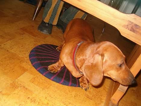 Gravhund Berta *R*I*P*  2007 - hej ! ! ! billede 1