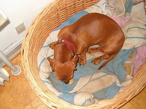 Gravhund Berta *R*I*P*  2007 - her hvad noget der smager godt billede 3