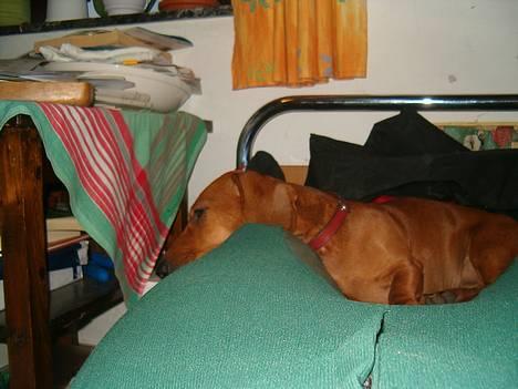 Gravhund Berta *R*I*P*  2007 billede 5