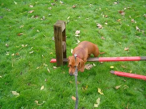 Gravhund Berta *R*I*P*  2007 billede 6