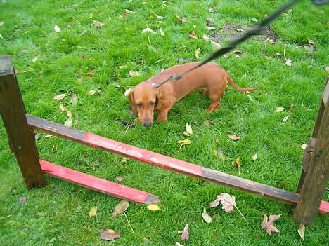 Gravhund Berta *R*I*P*  2007 billede 7