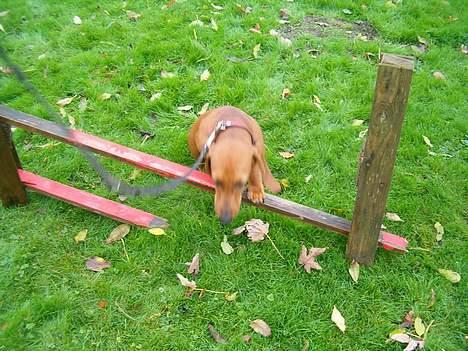 Gravhund Berta *R*I*P*  2007 billede 8