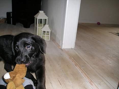 Labrador retriever Chili Sunborn FIFI - Fifi på besøg hos veninden Dina, her stukket af med Dinas bamse billede 1