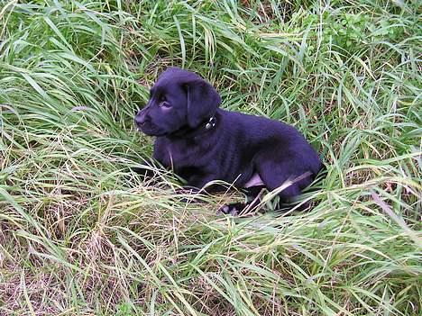 Labrador retriever Chili Sunborn FIFI - dejligt at putte i det høje græs billede 2