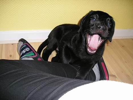 Labrador retriever Chili Sunborn FIFI - gab... jeg er så træt billede 3