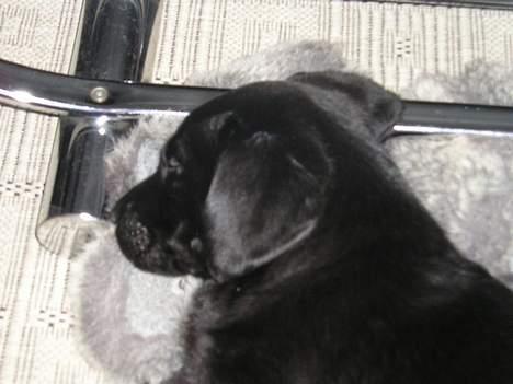 Labrador retriever Chili Sunborn FIFI - dejlig sutsko mor har den kan jeg da godt tage en lur på billede 4