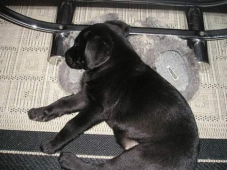 Labrador retriever Chili Sunborn FIFI - dejligt med en lille lur billede 5