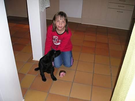 Labrador retriever Chili Sunborn FIFI - anja har givet min et nyt pive dyr billede 6