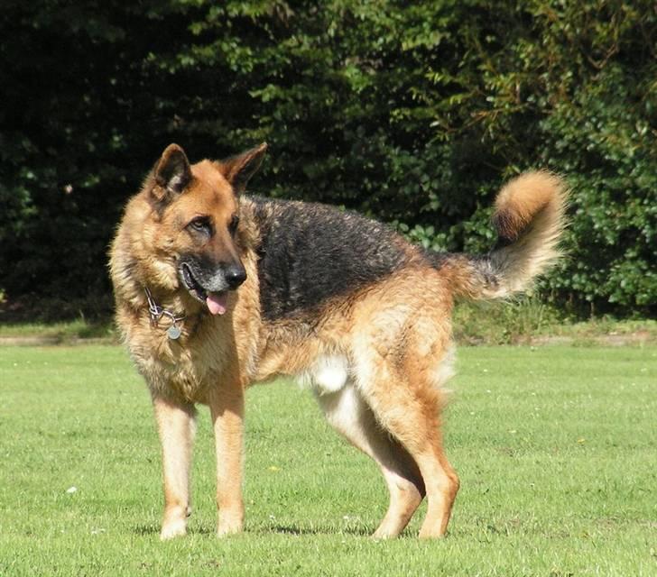 Schæferhund Rico RIP - 10/9-07 billede 9