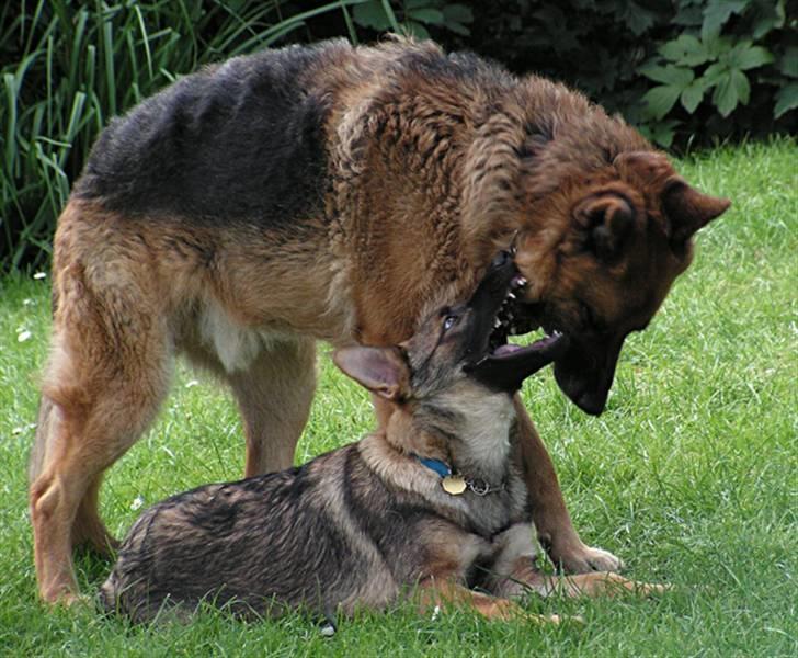 Schæferhund Rico RIP - August 2007: Rico leger sammen med Bacardi billede 10