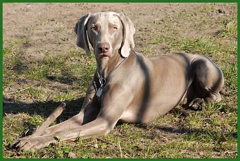 Weimaraner "Admiral (Jingo) "16.07. billede 1