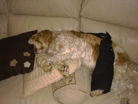 Amerikansk cocker spaniel Galaksi Rocket Man - jeg tar mig lige en lur oven på den operetion...avz billede 7