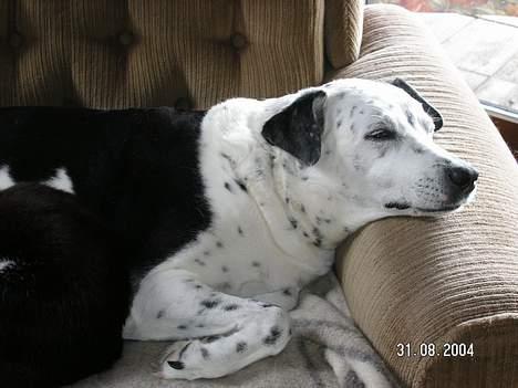 Blanding af racer Pletti (død) - meget træt hund billede 2