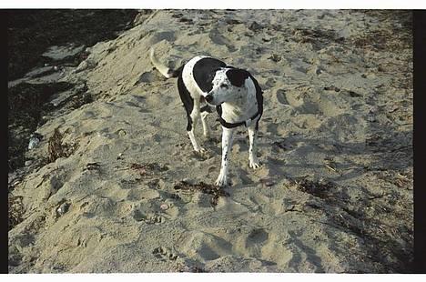 Blanding af racer Pletti (død) - på stranden billede 3