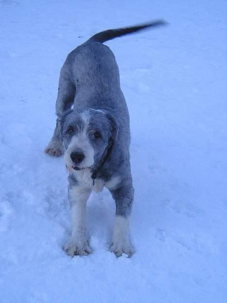 Bearded collie Hårek  billede 1