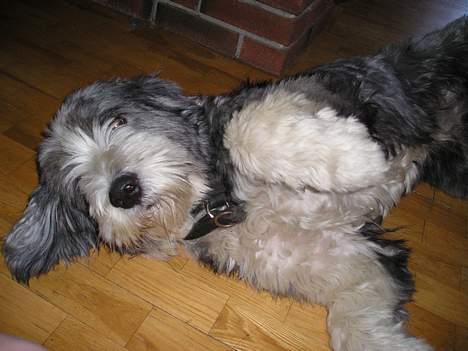 Bearded collie Hårek  billede 2