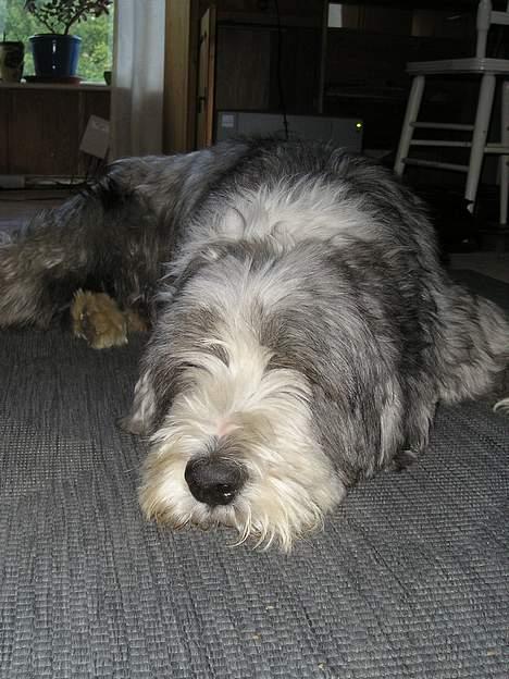 Bearded collie Hårek  billede 3