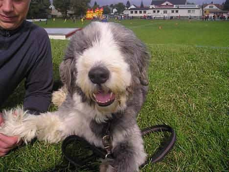 Bearded collie Hårek  billede 4