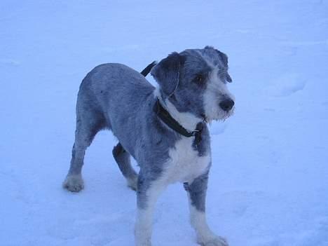 Bearded collie Hårek  billede 5