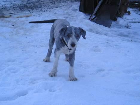 Bearded collie Hårek  billede 6