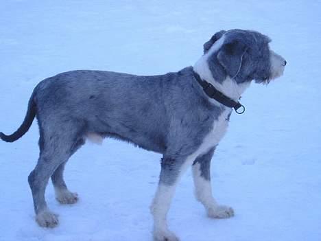 Bearded collie Hårek  billede 7