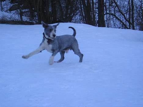 Bearded collie Hårek  billede 8