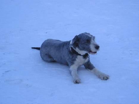 Bearded collie Hårek  billede 9