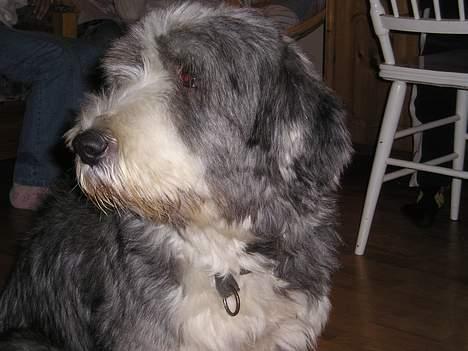 Bearded collie Hårek  billede 10